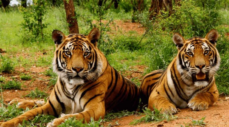 এবার নাম বদলাবে জিম করবেট ন্যাশনাল পার্কের, জানিয়েছেন খোদ কেন্দ্রীয় মন্ত্রী