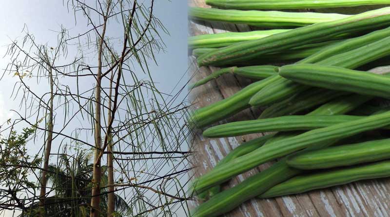 Part 2: Cultivating drum stick emerges as profitable trade for farmers | Sangbad Pratidin