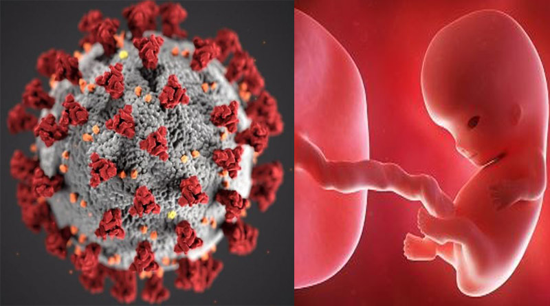 Coronavirus affects the fetus during pregnancy claims survey। Sangbad Pratidin