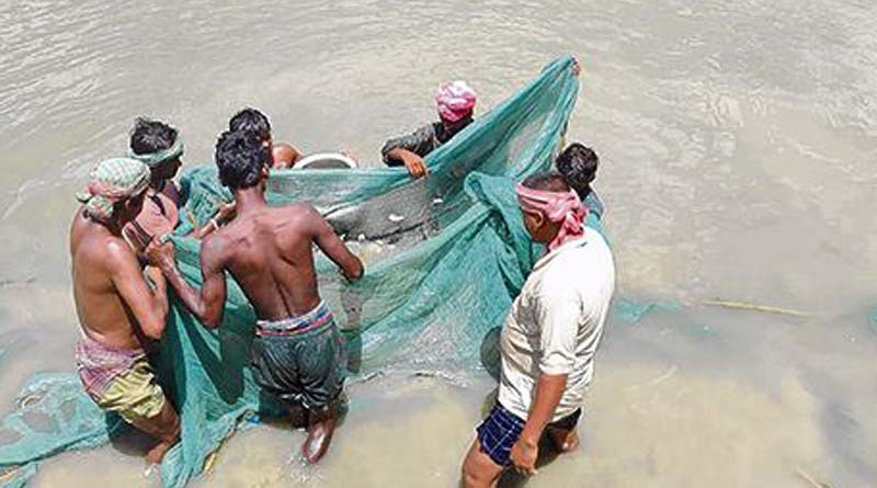 Number of Tangra fish increasing in Purba medinipur's river | Sangbad Pratidin
