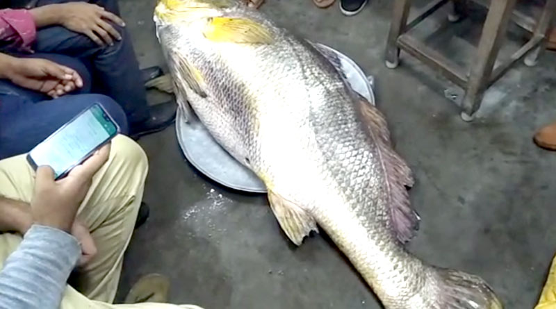 Big fish Tele Bhola caught from Sundarban river | Sangbad Pratidin
