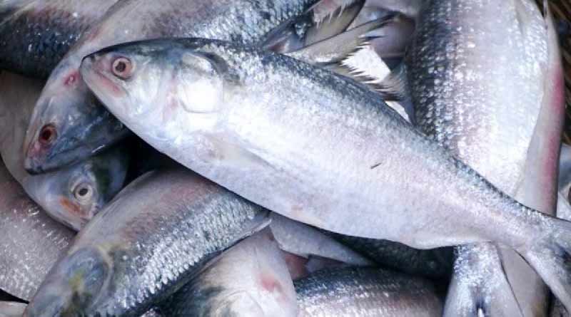 Bangladesh govt wants to export more Hilsa in West Bengal । Sangbad Pratidin