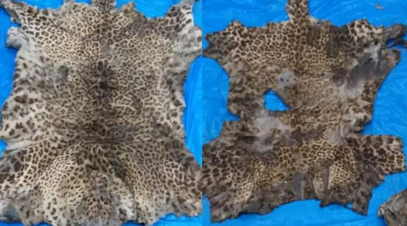 Leopard's skin, tail found in Kolkata | Sangbad Pratidin