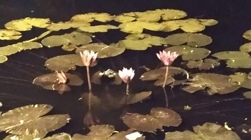 Water lilies can help fight corona। Sangbad Pratidin