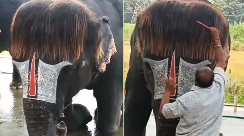 Mahout combs elephant's 'bob-cut' hair in Coimbatore, video goes viral | Sangba Pratidin