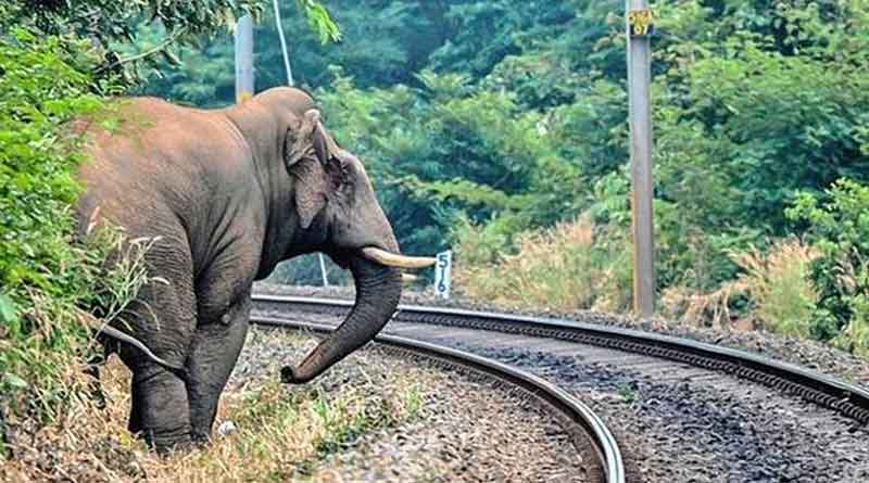 An adult female elephant and two elephants calves died after being hit by a train in Tamil Nadu । Sangbad Pratidin
