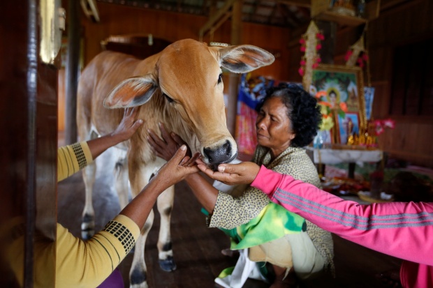 Cambodian woman marries cow believes reincarnation of her husband
