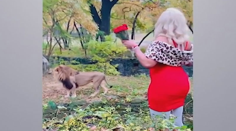 lady entering new york's bronx zoo offering love to lion | Sangbad Pratidin