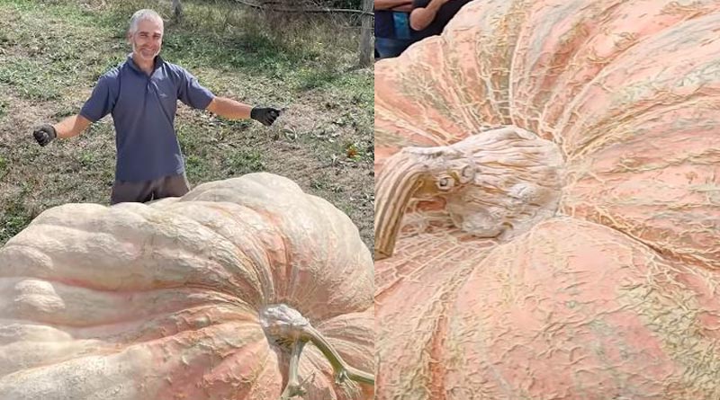 OMG! একটা কুমড়োর ওজন ১ টনেরও বেশি! বিশ্বরেকর্ড গড়ে তাক লাগালেন ইতালির কৃষক