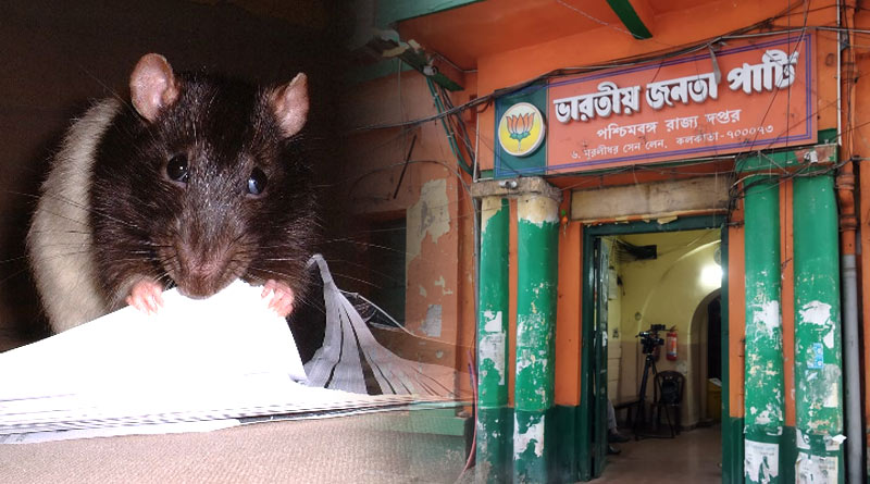 Rat menace hits BJP office in West Bengal, rodents destroy vital documents | Sangbad Pratidin