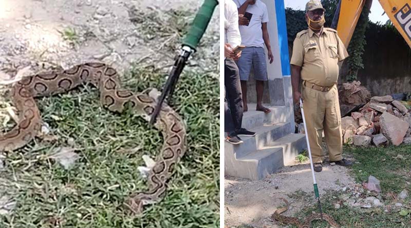 Two poisonous snakes found in the schools in Samserganj, Murshidabad