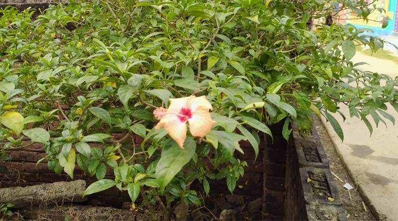 China Rose blooms in Crape Jasmine tree in Purba Bardhaman | Sangbad Pratidin