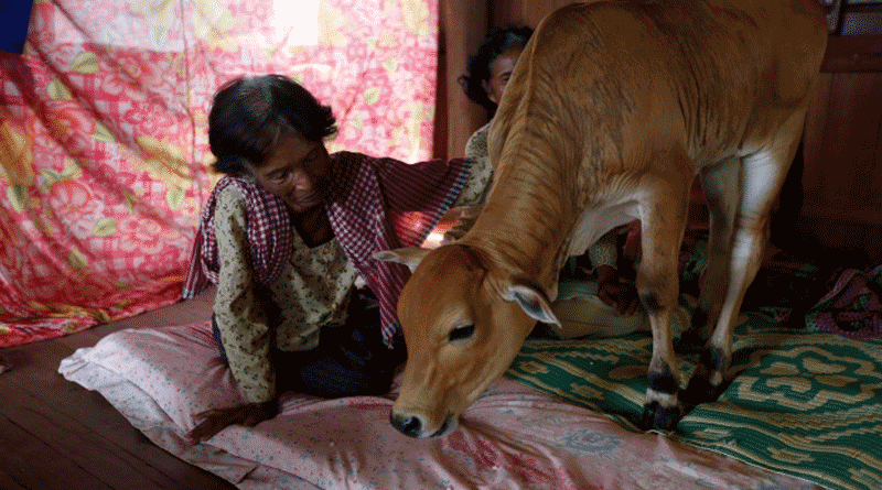 Cambodian woman marries cow believes reincarnation of her husband | Sangbad Pratidin