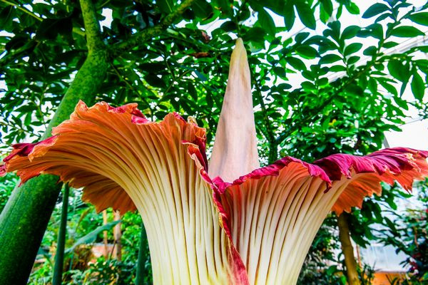 Tickets sold out to see corpse plant which is only blooms for 48 hours
