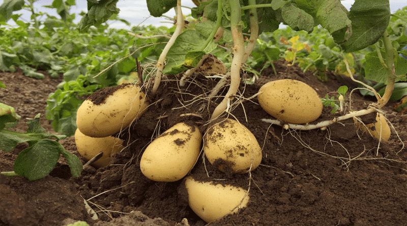 Scientists develop super potato that resist rising heat | Sangbad Pratidin
