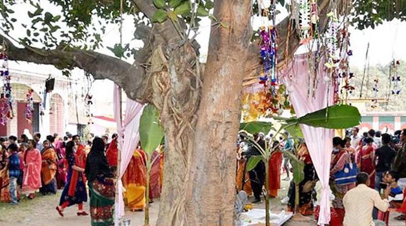 In Bangladesh, people celebrate marriage ceremony between two trees | Sangbad Pratidin