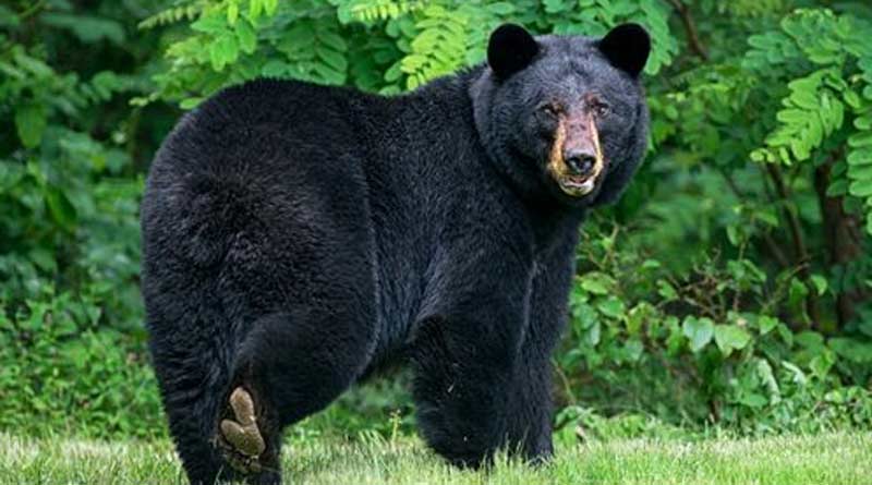 Bear spread fear in Jalpaiguri, West Bengal | Sangbad Pratidin