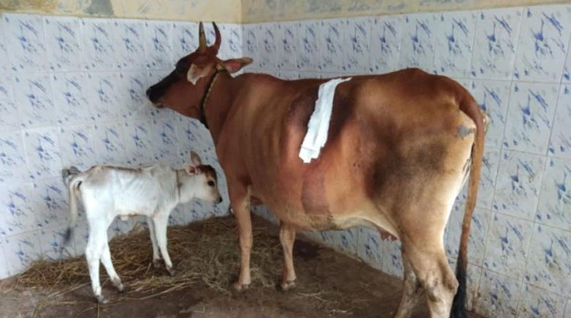 সোনার হার খেয়ে ফেলল গোমাতা, একমাস গোবর ঘেঁটেও মিলল না হদিশ