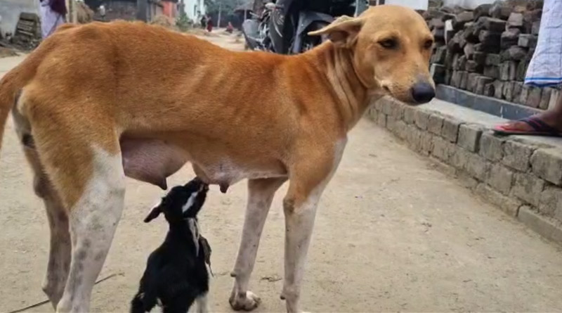 Dog mother breast feeds baby goat | Sangbad Pratidin