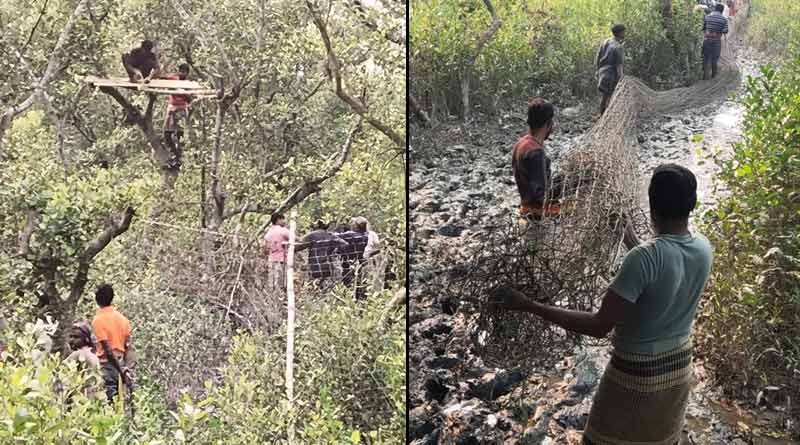 Forest guards trying hard to capture Royal Bengal Tiger at Kultali | Sangbad Pratidin