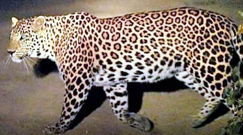 Leopard strikes terror in Lucknow 7 injured | Sangbad Pratidin