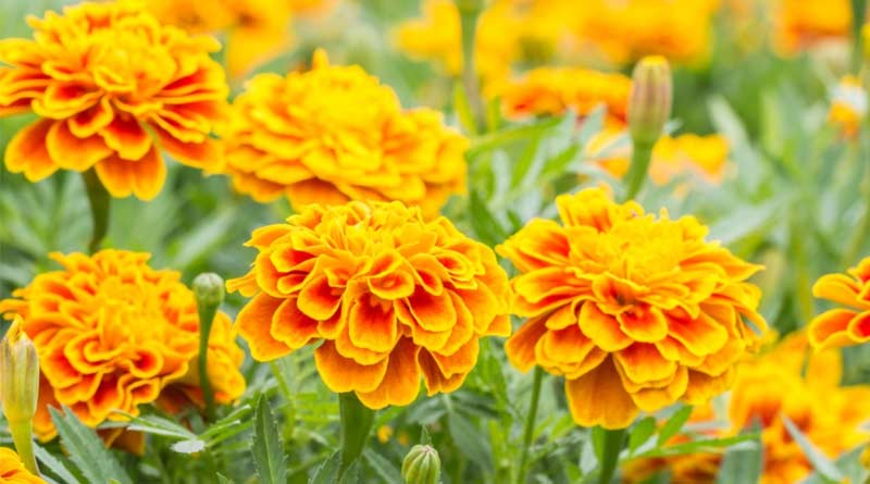 Farmers of Murshidabad seek government help to increase profits by cultivating marigolds | Sangbad Pratidin