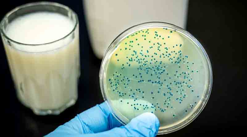 Brucellosis can be spread through unboiled cow milk | Sangbad Pratidin