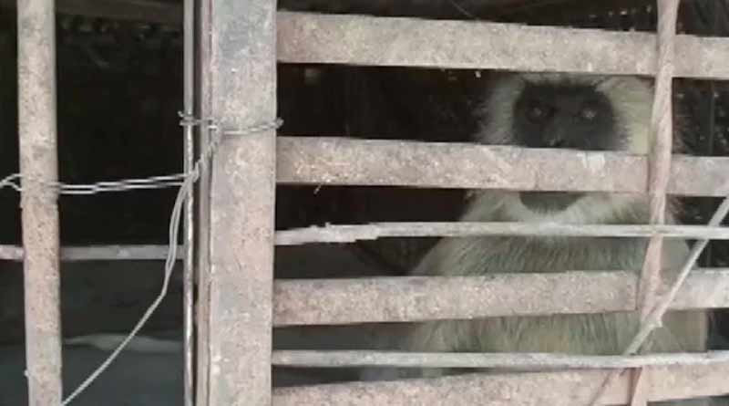 2 monkeys involved in puppy-murders captured in Maharashtra | Sangbad Pratidin