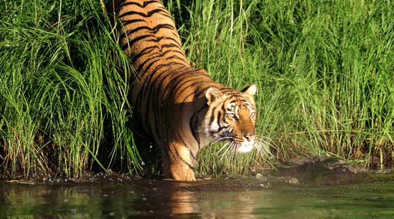 Royal Bengal Tiger caught by forest department in Kultali | Sangbad Pratidin