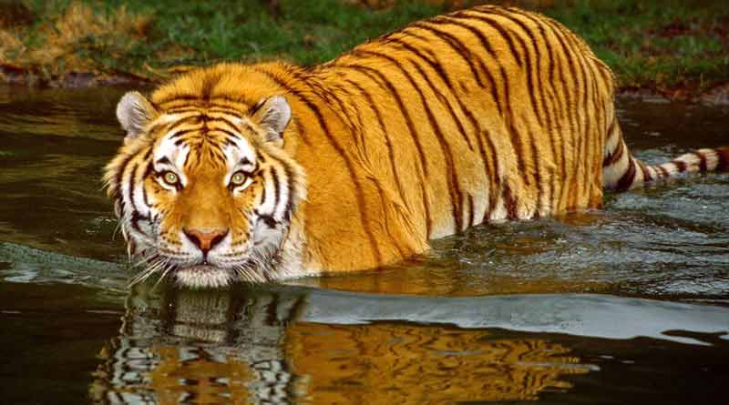 Tiger attack in South 24 Parganas Kultali, 1 dead | Sangbad Pratidin