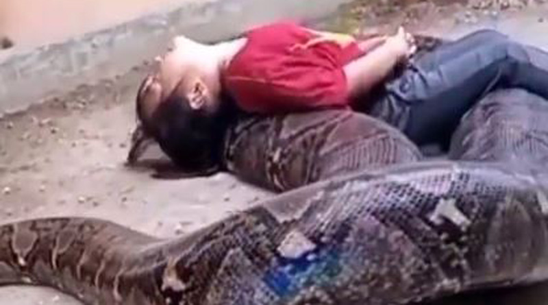 Little girl plays with gigantic snake, video goes viral। Sangbad Pratidin