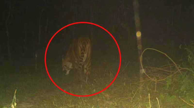 Royal Bengal Tiger caught in camera in Buxa Tiger Reserve after long 23 years