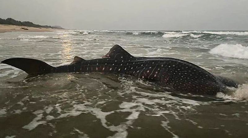 World's largest fish whale shark stuck in net off Visakhapatnam। Sangbad Pratidin