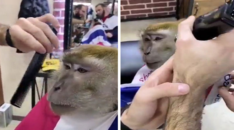 Monkey Goes To Barber For A Trim Video Viral in Social Media | Sangbad Pratidin