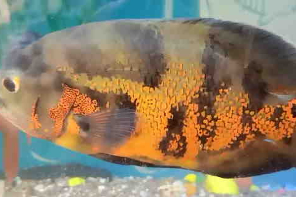 Tiger Fish 