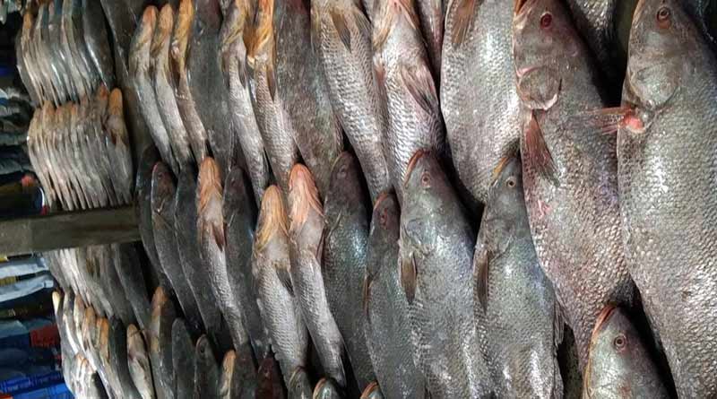 121 Bhola fish caught in Digha | Sangbad Pratidin