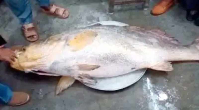 121 Bhola fish caught in Digha