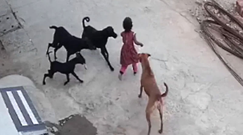 A four year old girl was chased, pulled to the ground and then bitten by a pack of dogs in Bhopal । Sangbad Pratidin
