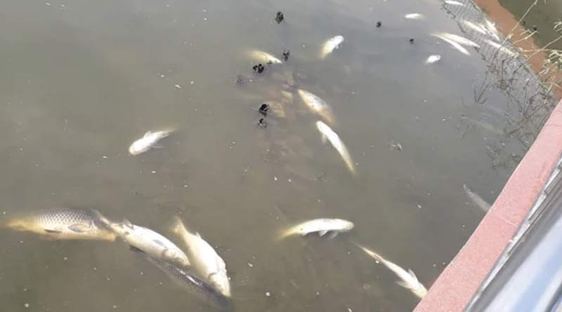 Liquid oxygen supplied into Rabindra Sarobar Lake to save the fishes | Sangbad Pratidin