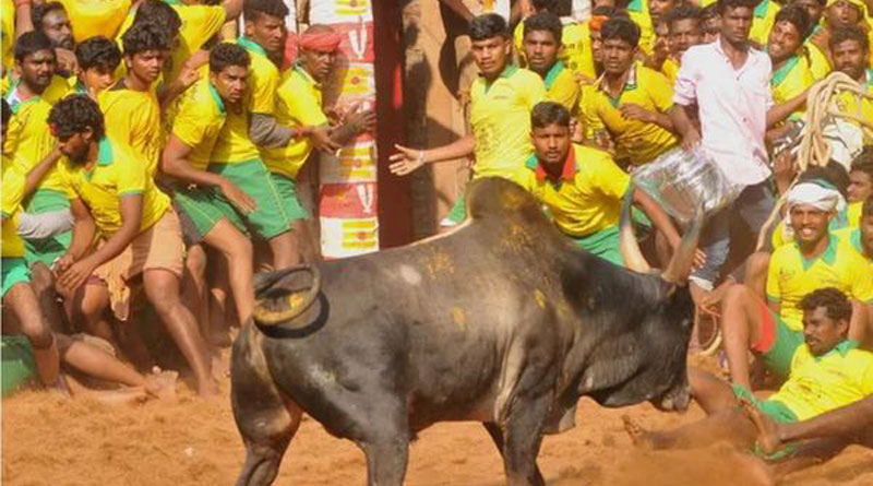 Youth visitor gored to death by bull during Jallikattu event in Trichy | Sangbad Pratidin