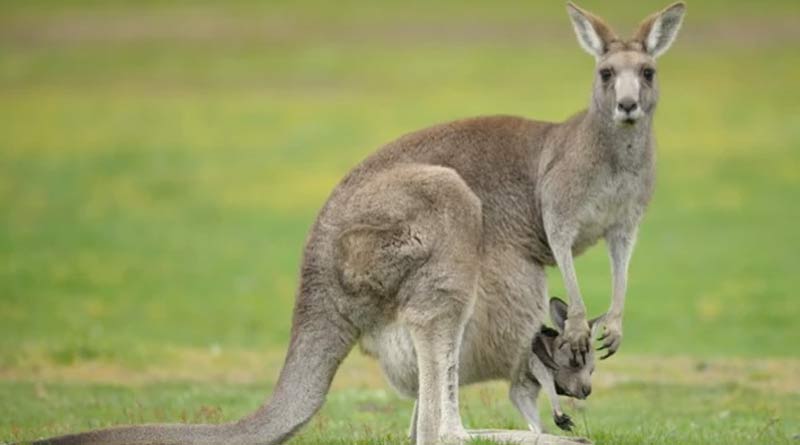 Alipore Zoo asked kangaroo from Japan | Sangbad Pratidin