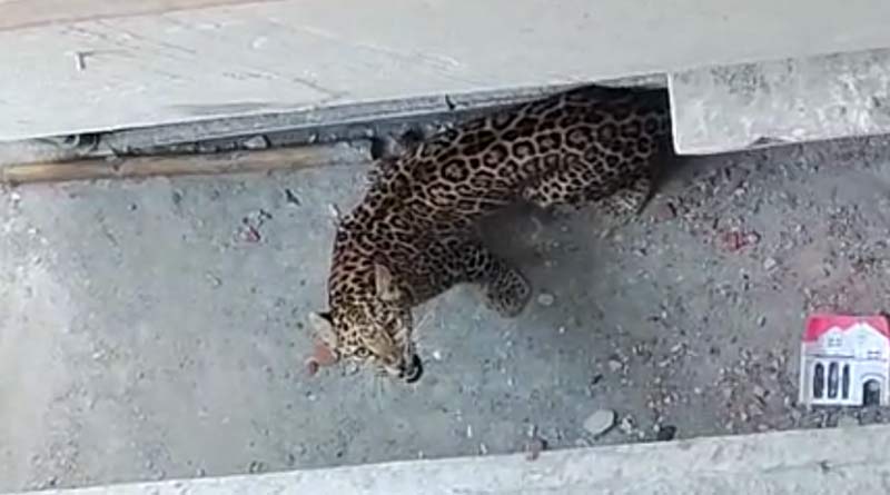 Leopard enters locality at Cooch Behar । Sangbad Pratidin