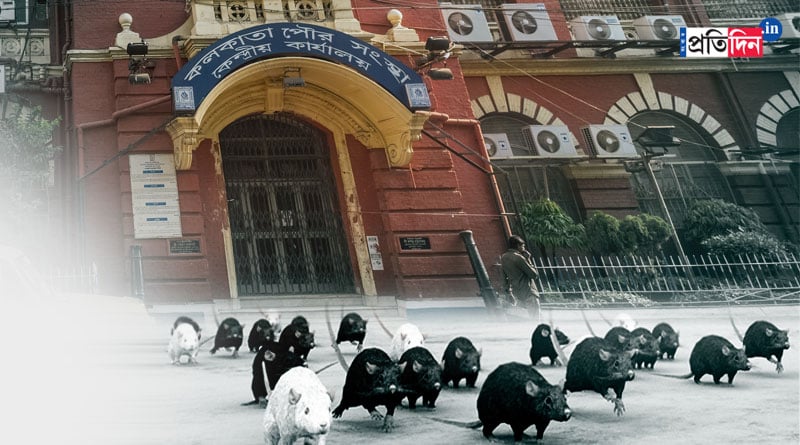 Kolkata Corporation feels helpless due to rat terror। Sangbad Pratidin