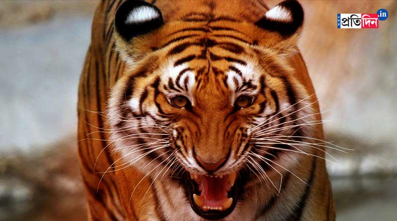 Royal Bengal Tiger sparks fear at Lalgarh । Sangbad Pratidin