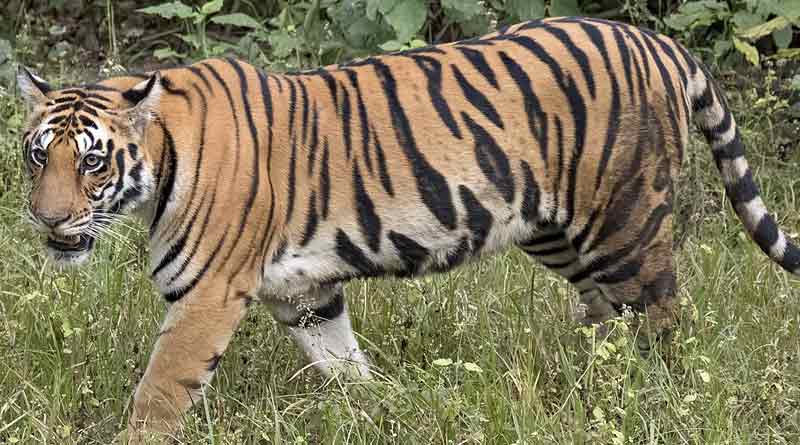 Royal Bengal tiger spotted in South 24 Pargana's Kumirmari । Sangbad Pratidin