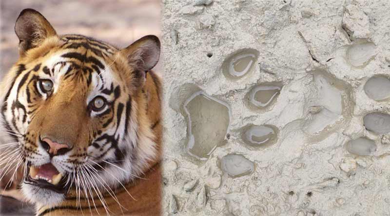 Royal Bengal Tiger's footprint found at South 24 Pargana's Patharpratima । Sangbad Pratidin