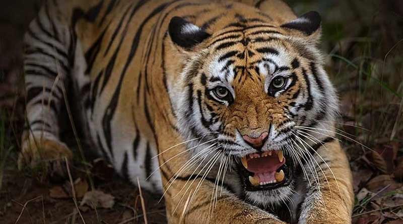 Four tiger cubs found dead in Maharashtra। Sangbad Pratidin
