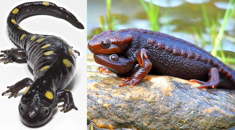 Amphibian animal, Salamandar will be conserved as 'heritage animal' by West Bengal Biodiversity Board | Sangbad Pratidin