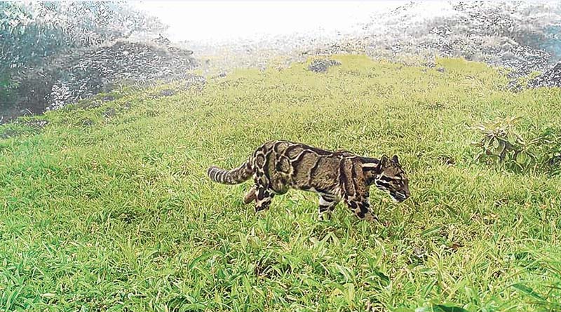 Mysterious clouded leopard spotted for the first time at record heights in Nagaland | Sangbad Pratidin