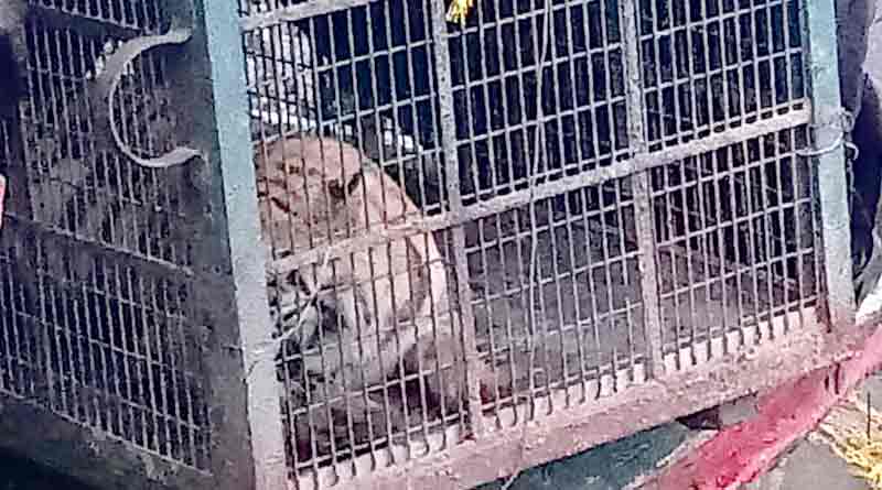 Royal Bengal Tiger of Gosaba caught on trap